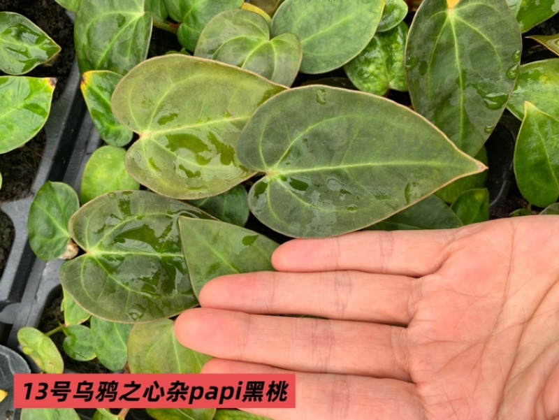 水晶花烛种苗乌鸦之心杂papi黑桃自培品种