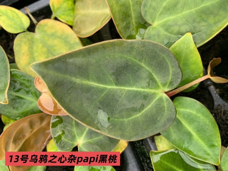 水晶花烛种苗乌鸦之心杂papi黑桃自培品种