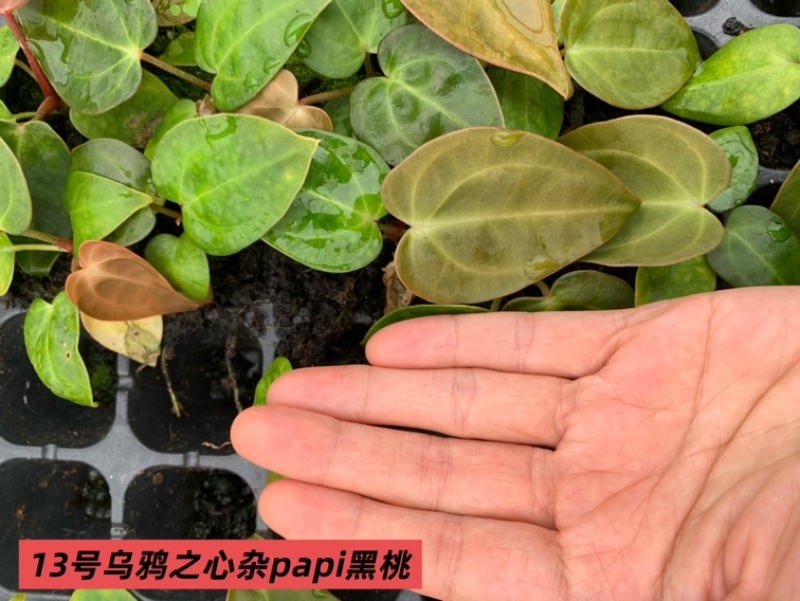 水晶花烛种苗乌鸦之心杂papi黑桃自培品种