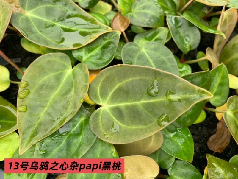 水晶花烛种苗乌鸦之心杂papi黑桃自培品种
