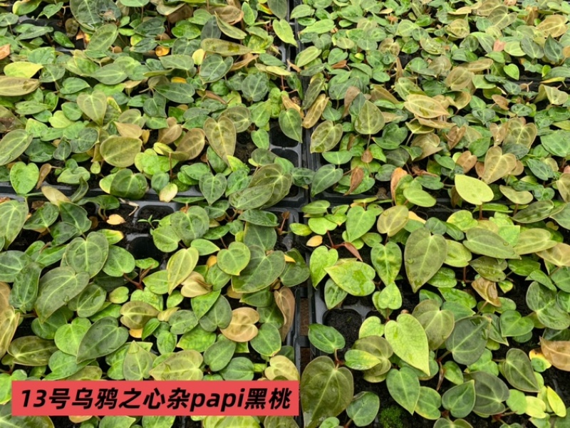 水晶花烛种苗乌鸦之心杂papi黑桃自培品种