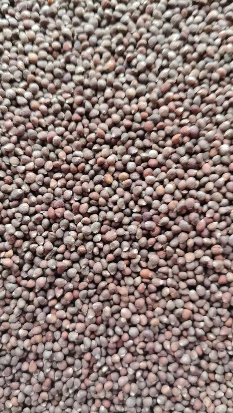 新货紫苏子东北特产苏子粒天然无硫可做月饼馅包子馅烧烤料榨