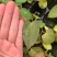 水晶花烛种苗黑桃杂papi自培品种基地直发
