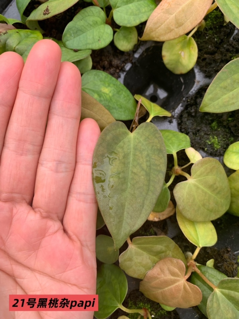 水晶花烛种苗黑桃杂papi自培品种基地直发
