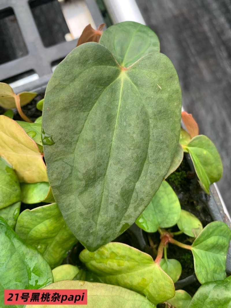 水晶花烛种苗黑桃杂papi自培品种基地直发