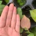 水晶花烛种苗黑桃杂papi自培品种基地直发
