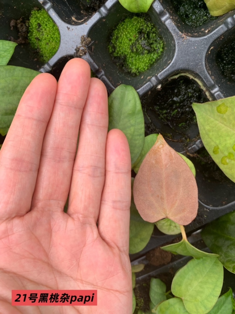 水晶花烛种苗黑桃杂papi自培品种基地直发