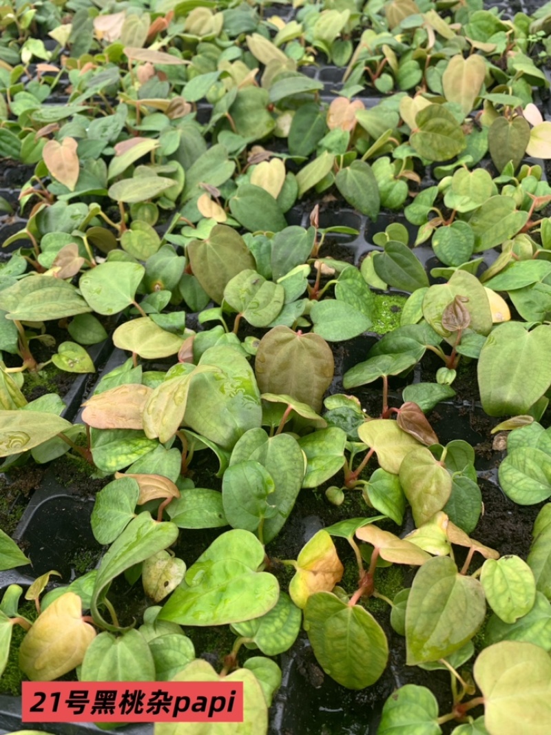 水晶花烛种苗黑桃杂papi自培品种基地直发