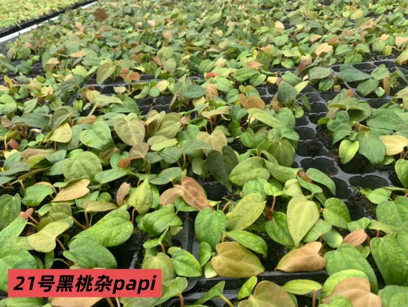 水晶花烛种苗黑桃杂papi自培品种基地直发