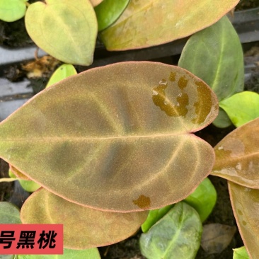 水晶花烛种苗黑桃自培品种基地直发