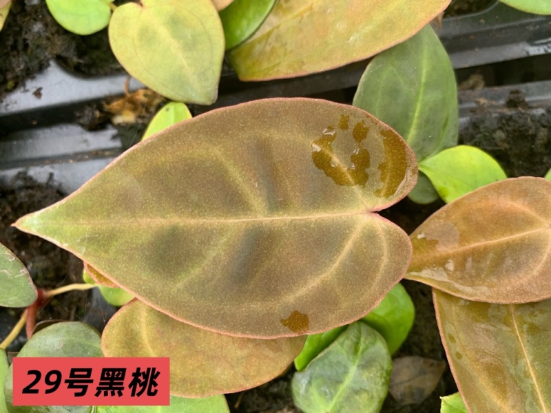 水晶花烛种苗黑桃自培品种基地直发