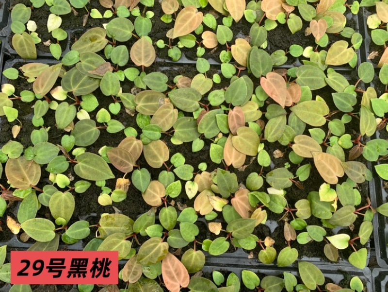 水晶花烛种苗黑桃自培品种基地直发