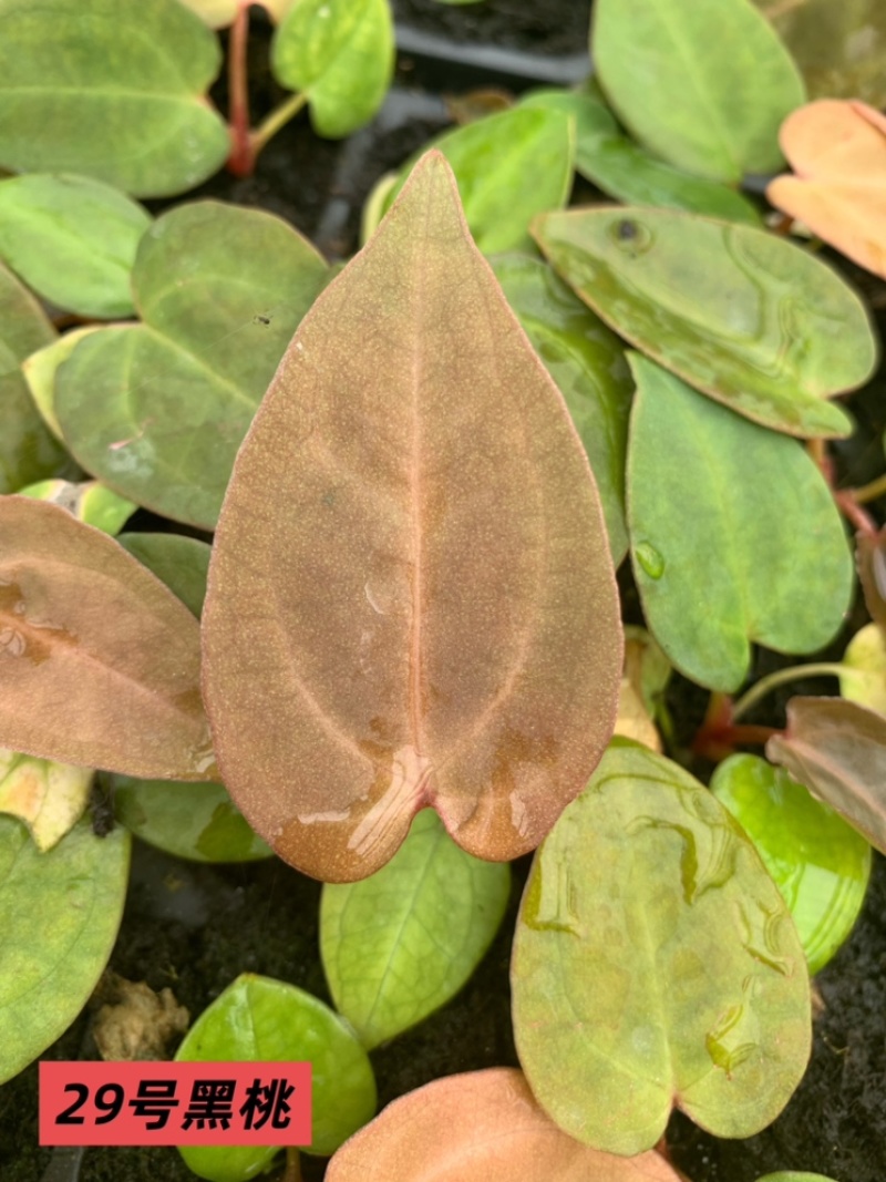 水晶花烛种苗黑桃自培品种基地直发
