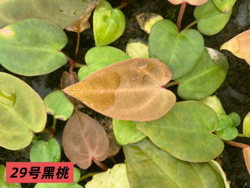 水晶花烛种苗黑桃自培品种基地直发