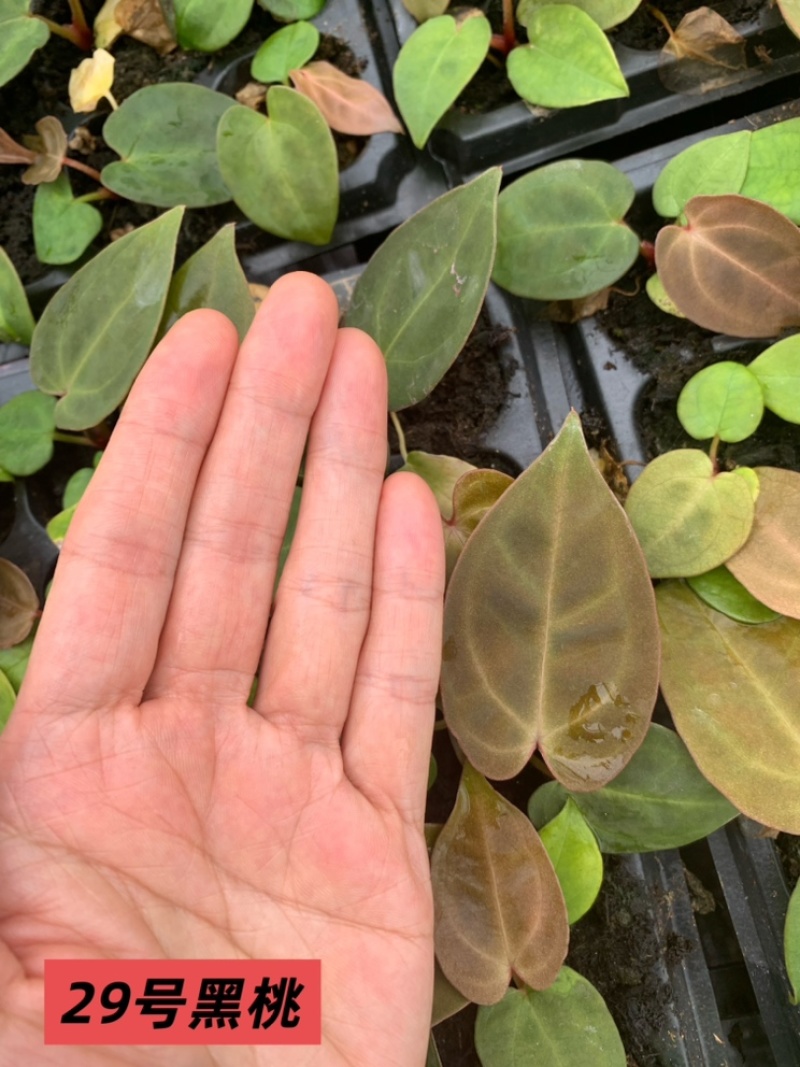 水晶花烛种苗黑桃自培品种基地直发