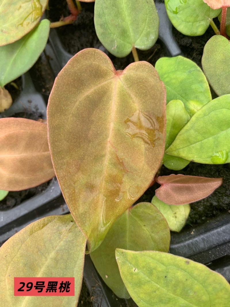 水晶花烛种苗黑桃自培品种基地直发