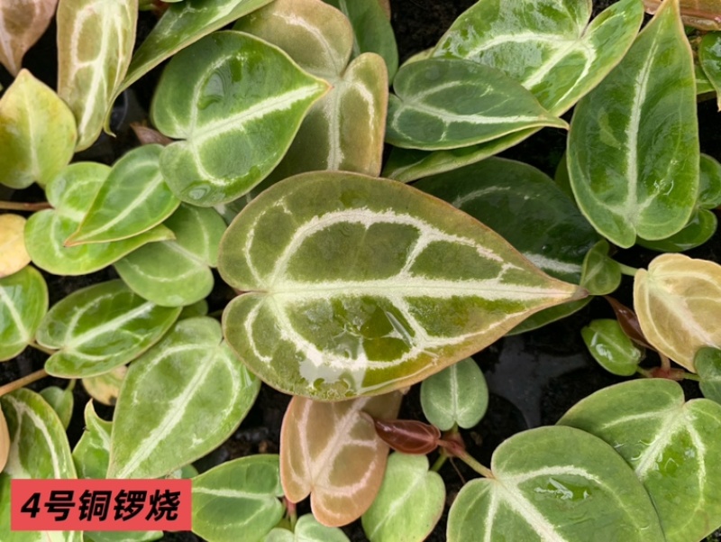 水晶花烛种苗铜锣烧自培品种基地直发