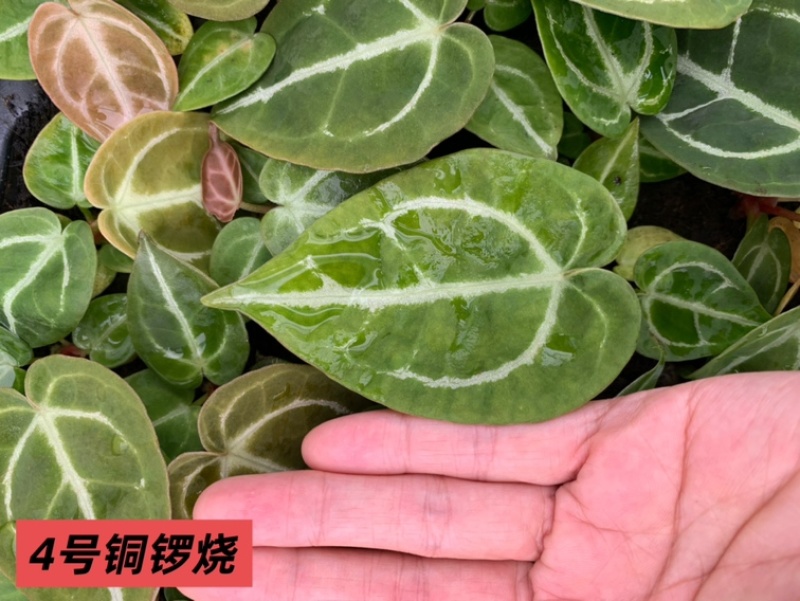 水晶花烛种苗铜锣烧自培品种基地直发