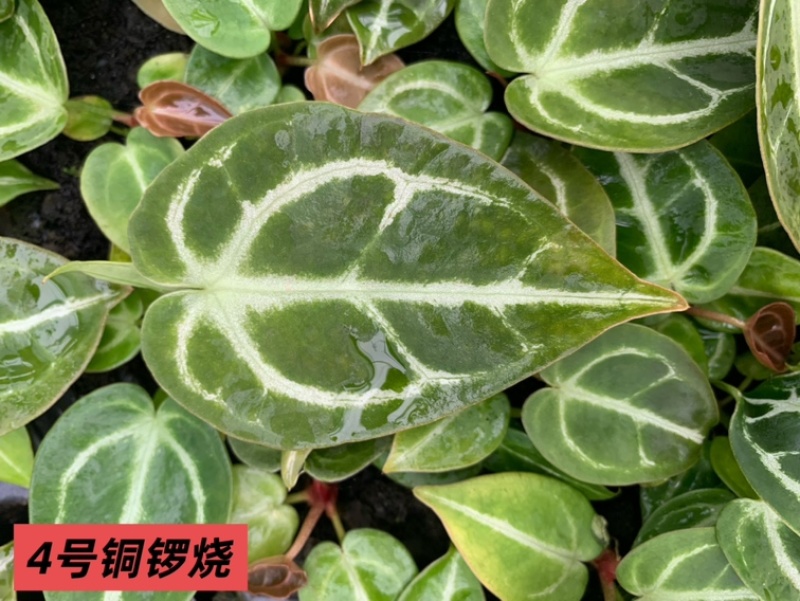 水晶花烛种苗铜锣烧自培品种基地直发