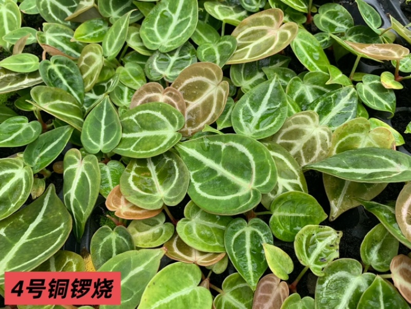 水晶花烛种苗铜锣烧自培品种基地直发