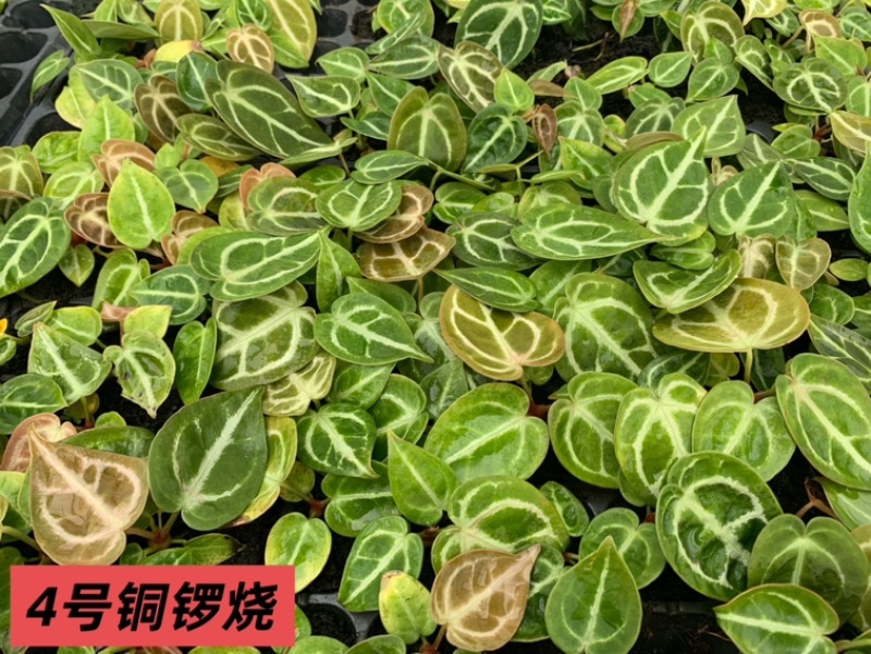 水晶花烛种苗铜锣烧自培品种基地直发