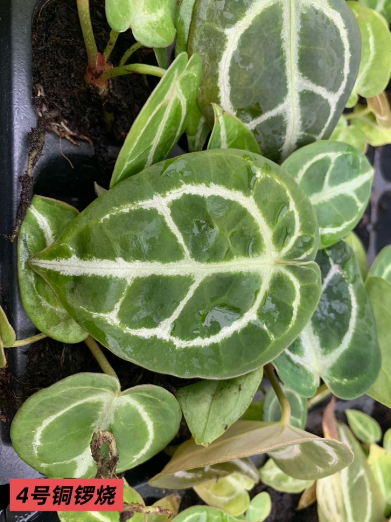 水晶花烛种苗铜锣烧自培品种基地直发