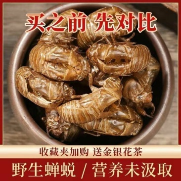 中药材蝉蜕知了皮大别山金蝉衣蝉壳虫包邮蜕虫退爬了猴壳金蝉
