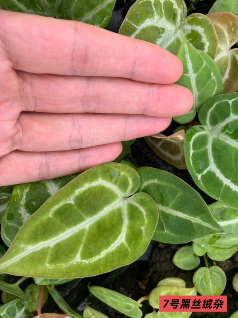 水晶花烛种苗黑丝绒杂自培品种基地直发
