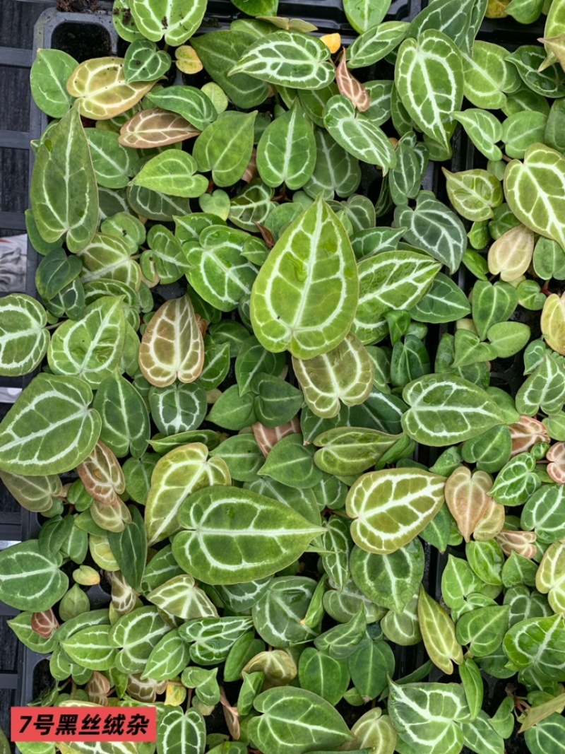 水晶花烛种苗黑丝绒杂自培品种基地直发