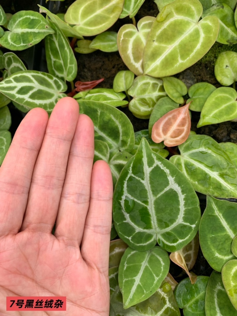 水晶花烛种苗黑丝绒杂自培品种基地直发