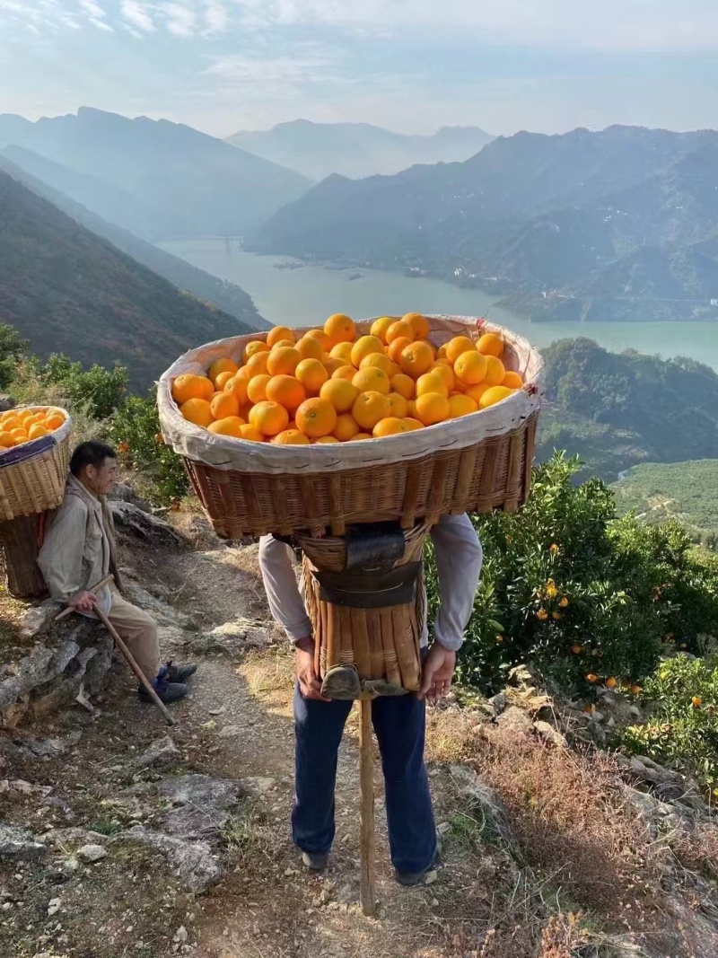 秭归脐橙夏橙果园看果订货按需采摘品质保证价格实惠全国发货