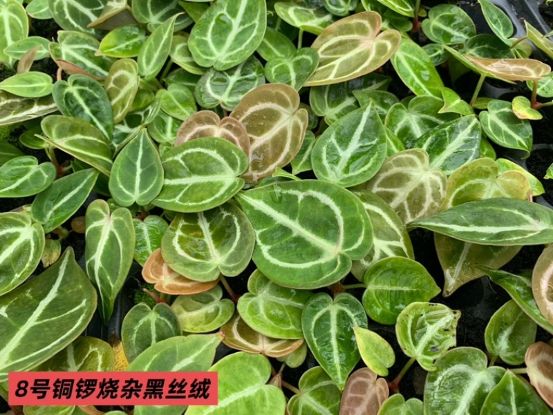 水晶花烛种苗铜锣烧杂黑丝绒自培品种基地直发