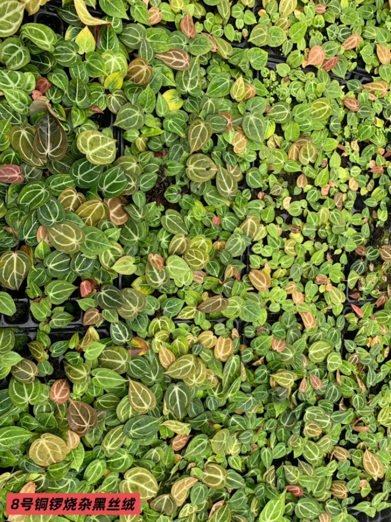 水晶花烛种苗铜锣烧杂黑丝绒自培品种基地直发