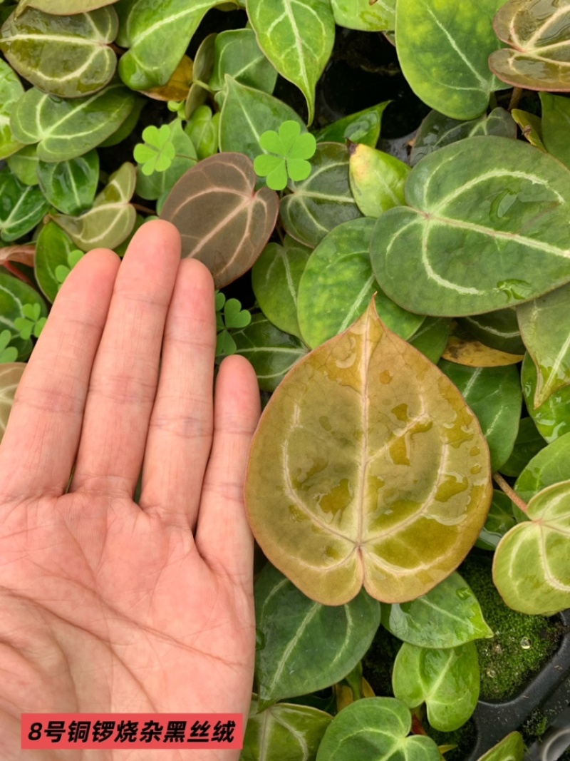 水晶花烛种苗铜锣烧杂黑丝绒自培品种基地直发
