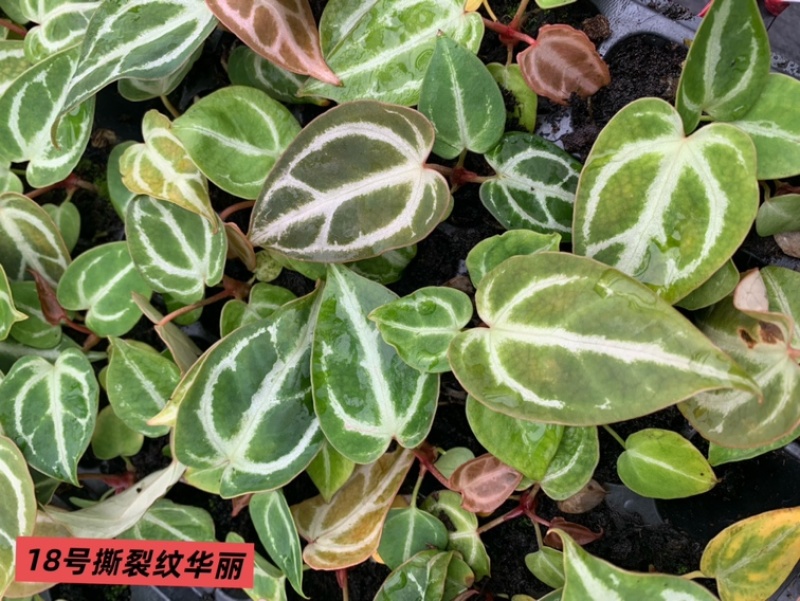 水晶花烛种苗撕裂纹华丽自培品种基地直发