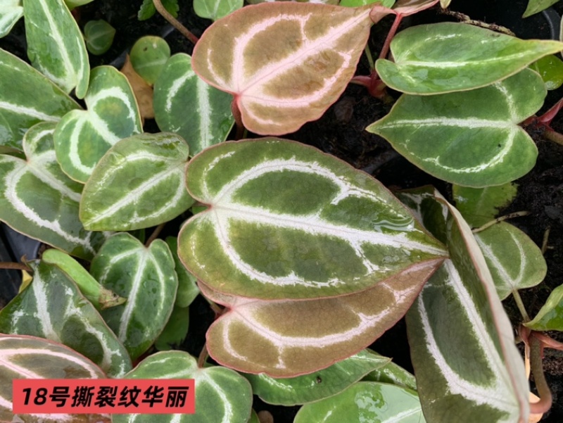 水晶花烛种苗撕裂纹华丽自培品种基地直发
