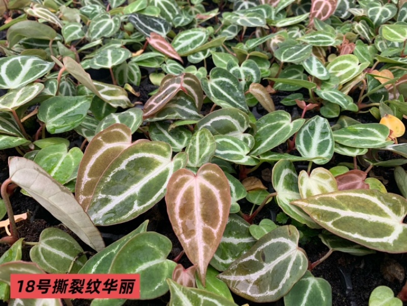 水晶花烛种苗撕裂纹华丽自培品种基地直发