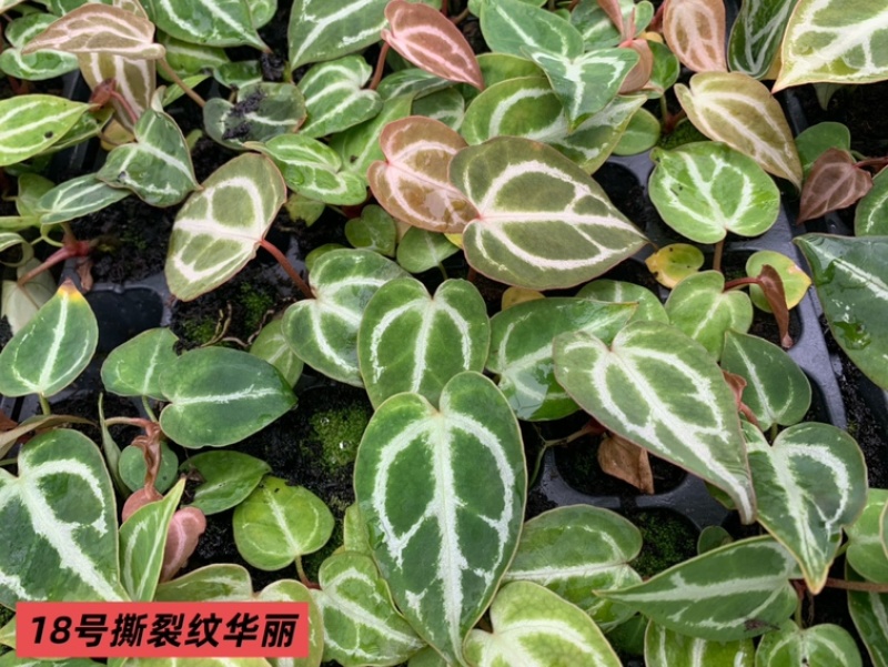 水晶花烛种苗撕裂纹华丽自培品种基地直发