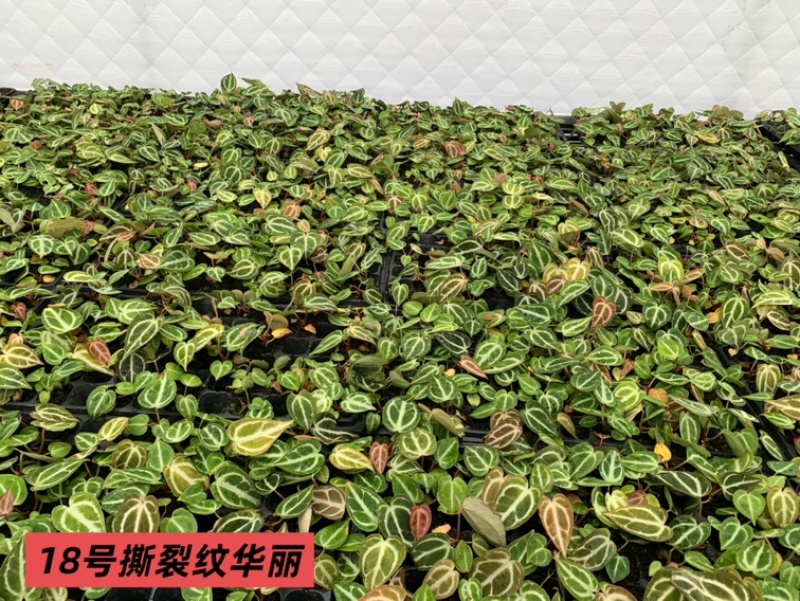 水晶花烛种苗撕裂纹华丽自培品种基地直发