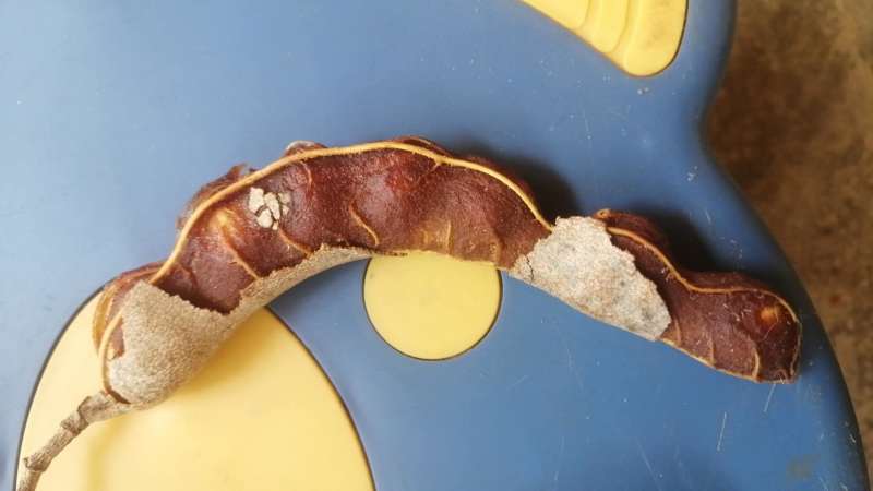 缅甸酸角(脱壳)