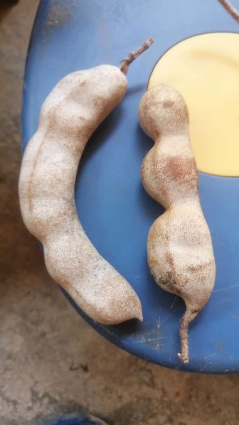 缅甸酸角(脱壳)