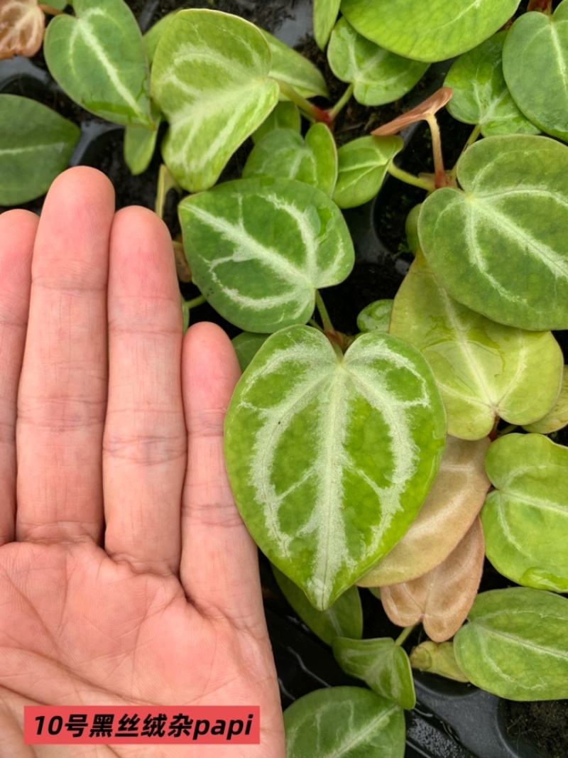 水晶花烛种苗黑丝绒杂papi自培品种基地直发