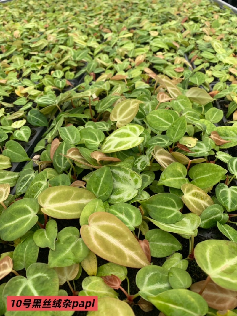 水晶花烛种苗黑丝绒杂papi自培品种基地直发