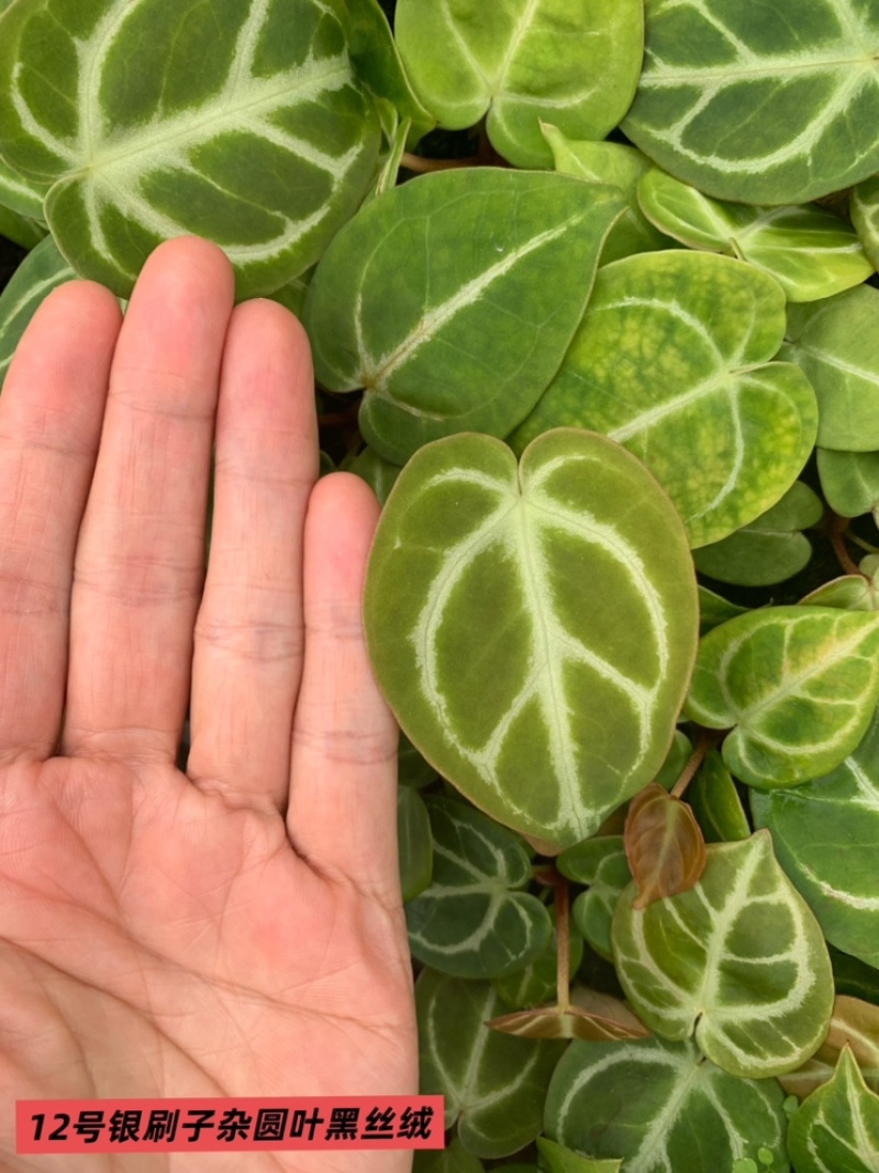 水晶花烛种苗银刷子杂圆叶黑丝绒自培品种基地