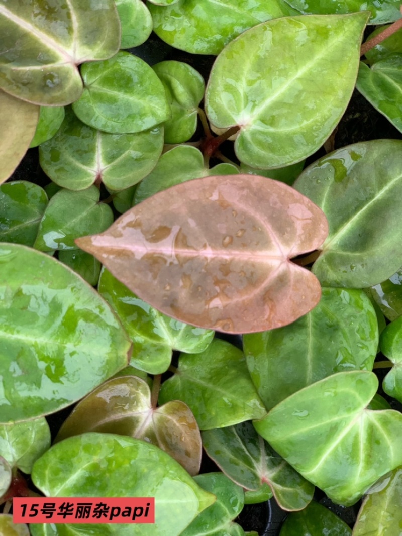 水晶花烛种苗华丽杂papi自培品种基地直发