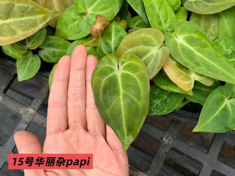 水晶花烛种苗华丽杂papi自培品种基地直发