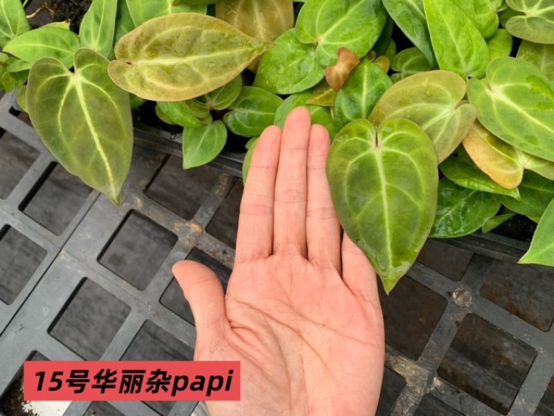水晶花烛种苗华丽杂papi自培品种基地直发