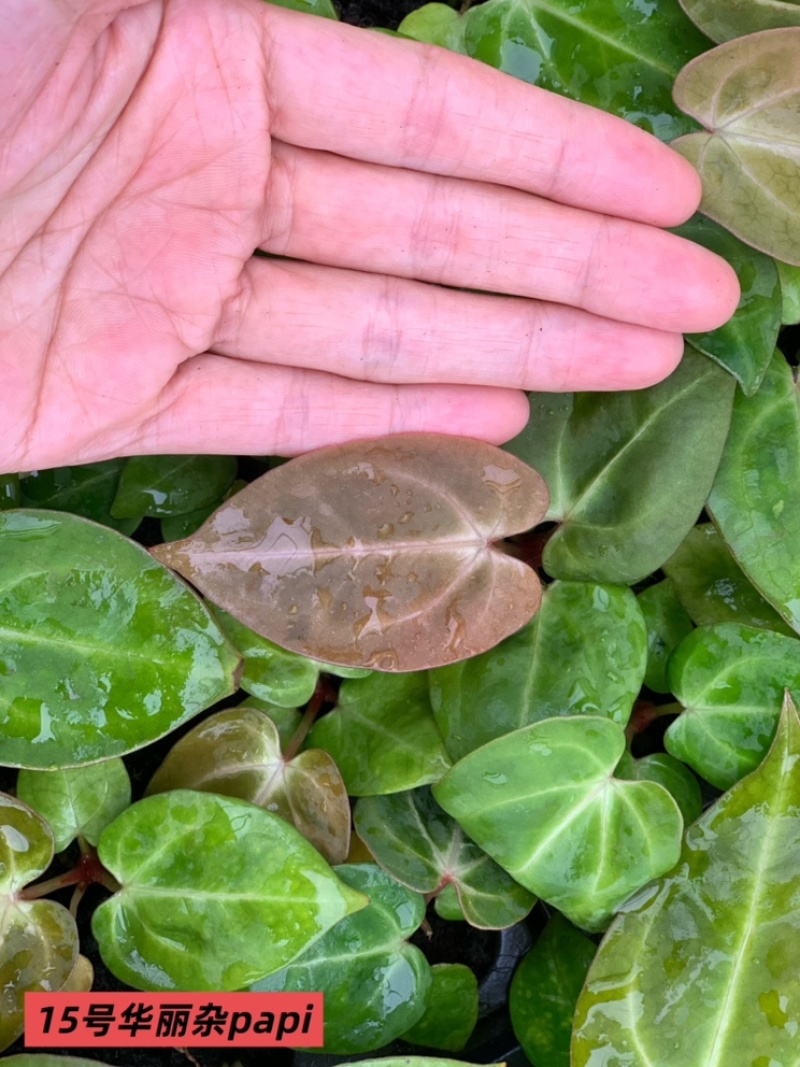 水晶花烛种苗华丽杂papi自培品种基地直发