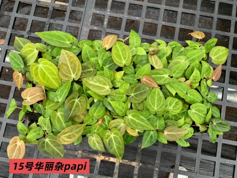 水晶花烛种苗华丽杂papi自培品种基地直发