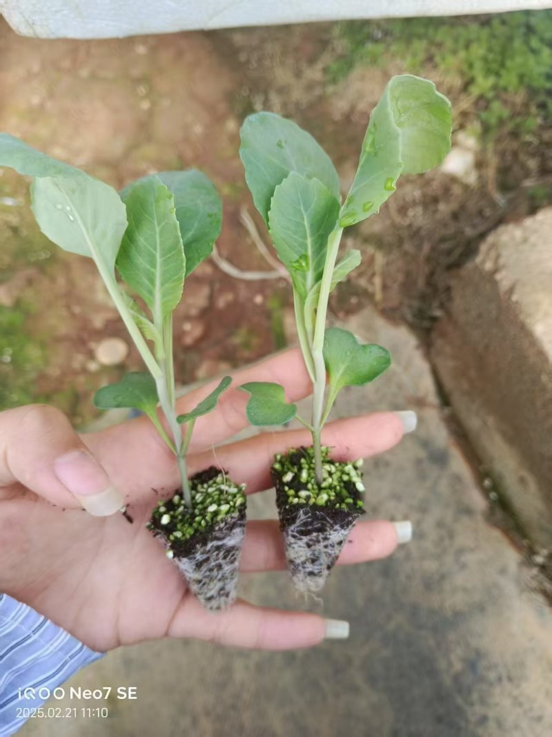 牛心甘蓝苗基地批发